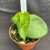 Hoya Swiffer's Tail RHM 022 Live Plant – Rooted in 2 inch Pot – Indoor Houseplant - Image 1