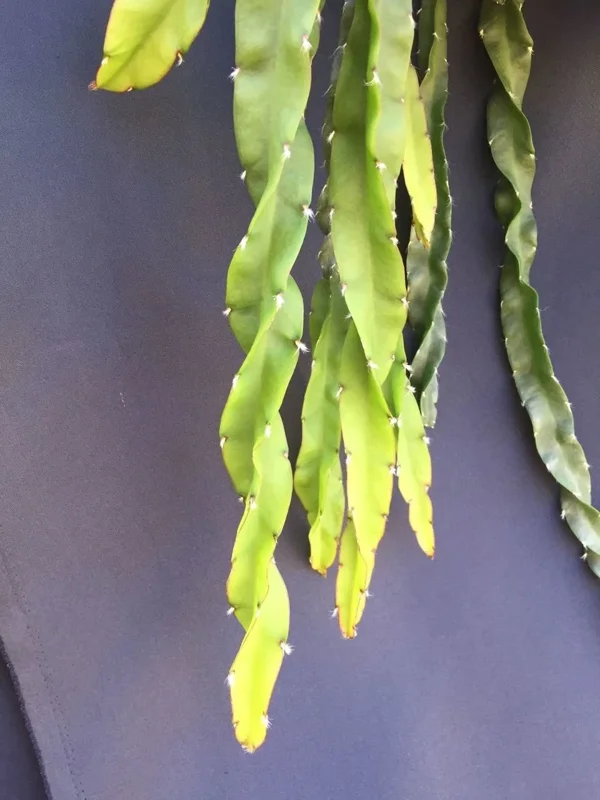 Hurricane Cactus Lepismium cruciforme Spiralis Live Plant 2 inch Pot Indoor - Image 1