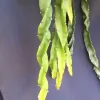 Hurricane Cactus Lepismium cruciforme var. Spiralis Live Plant – 2" Pot – Indoor - Image 1