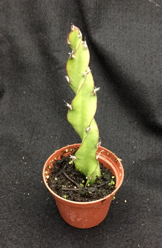 Hurricane Cactus Live Plant - Lepismium cruciforme var. Spiralis - Rooted in 2 inch Pot - Indoor/Outdoor Succulent - Image 2