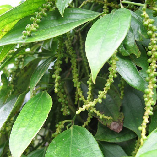 Piper nigrum Black Peppercorn Live Plant – Rooted 3 inch Pot