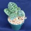 Macodes Petola The Lightning Jewel Orchid Live Plant 2.5 inch Pot Indoor - Image 1