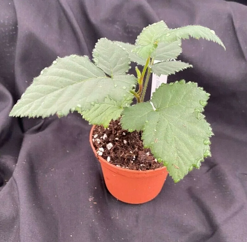 Natchez Thornless Blackberry Live Plant – Rooted, 3 inch Pot, Fruit Bush - Image 2