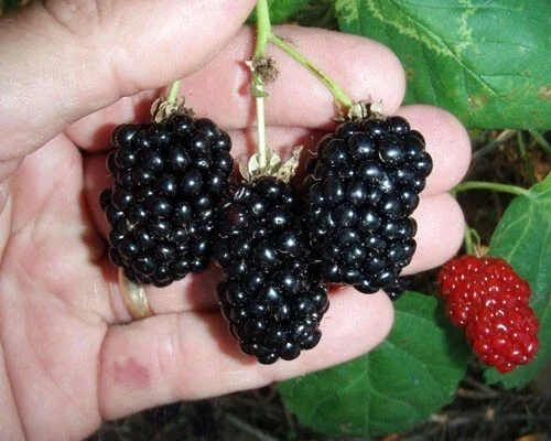 Natchez Thornless Blackberry Live Plant – Rooted, 3 inch Pot, Fruit Bush - Image 1