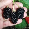 Natchez Thornless Blackberry Live Plant - Rooted, 3 inch Pot, Fruit Bush - Image 1