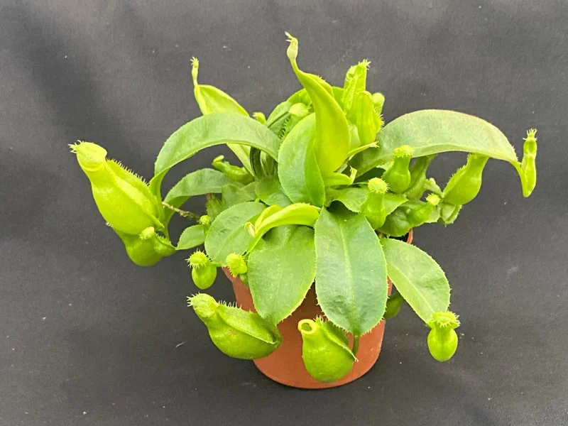 Nepenthes Addies Fangs Live Carnivorous Pitcher Plant 2.5 inch Pot Tropical - Image 1