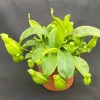 Nepenthes Addies Fangs Live Carnivorous Pitcher Plant 2.5" Pot - Image 1