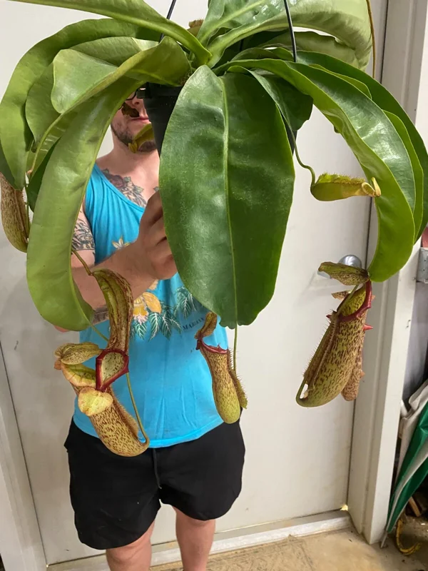 Nepenthes Miranda Live Pitcher Plant - Rooted Carnivorous Plant in 2.5 inch Pot - Image 1