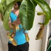 Nepenthes Miranda Pitcher Plant – Rooted Carnivorous Plant – 2.5 inch Pot - Image 1