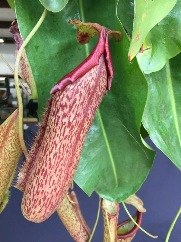 Nepenthes Miranda Pitcher Plant – Rooted Carnivorous Plant – 2.5 inch Pot - Image 2