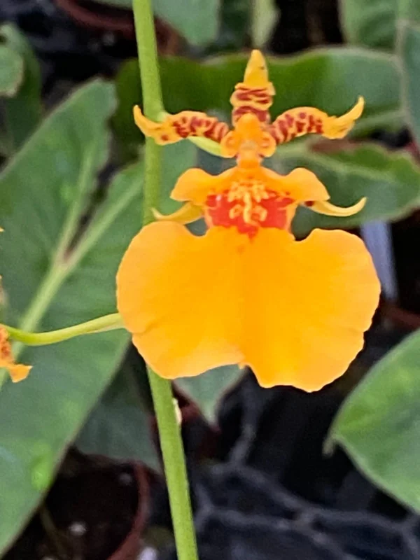 Oncidium Gower Ramsey 'Orange Delight' Live Orchid Plant – 2.5 inch Pot - Image 1