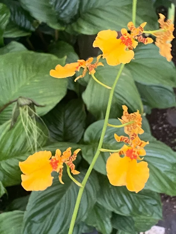 Oncidium Gower Ramsey 'Orange Delight' Orchid Live Plant 2.5" Pot - Image 2