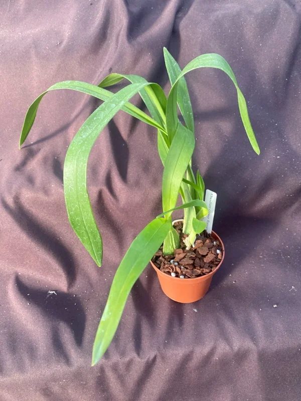 Oncidium Gower Ramsey 'Orange Delight' Orchid Live Plant 2.5" Pot - Image 3