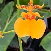 Oncidium Gower Ramsey 'Orange Delight' Orchid Live Plant – 2.5 inch Pot - Image 1