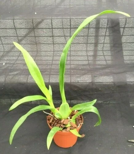 Oncidium Heaven Scent 'Sweet Baby' Fragrant Live Orchid Plant in 2.5" Pot - Image 2