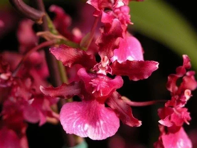 Oncidium Heaven Scent 'Sweet Baby' Fragrant Live Orchid Plant in 2.5" Pot - Image 1