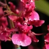 Oncidium Heaven Scent 'Sweet Baby' Fragrant Orchid Plant - Live, Potted, 2.5 inch - Image 1