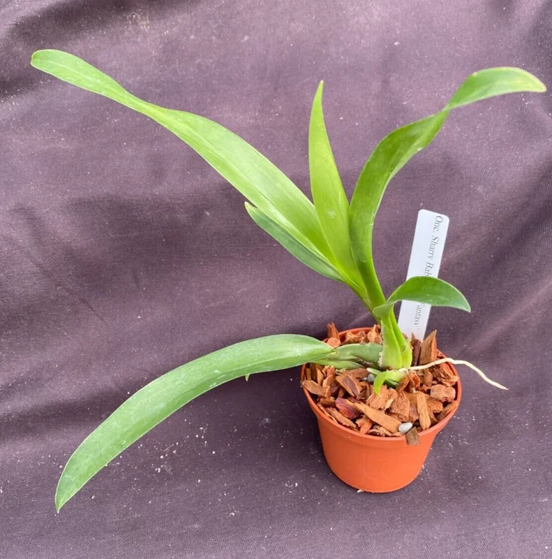 Oncidium Sharry Baby 'Red Fantasy' Orchid Live Plant - Potted in 2.5" Pot - Image 2