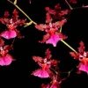 Oncidium Sharry Baby 'Red Fantasy' Orchid Live Plant - Potted in 2.5" Pot - Image 1