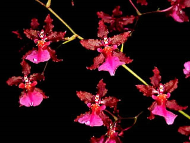 Oncidium Sharry Baby 'Red Fantasy' Orchid Live Plant - Potted in 2.5" Pot - Image 1