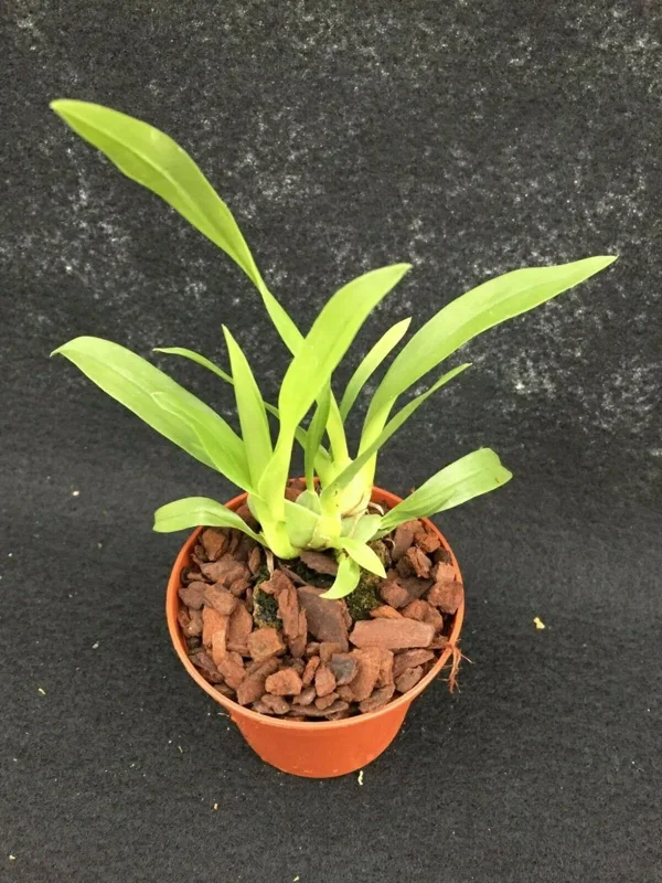 Oncidium Twinkle 'Yellow Bird' Miniature Orchid Live Plant in 2.5" Pot - Image 2