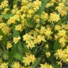 Oncidium Twinkle 'Yellow Bird' Miniature Orchid Live Plant – 2.5 inch Pot - Image 1