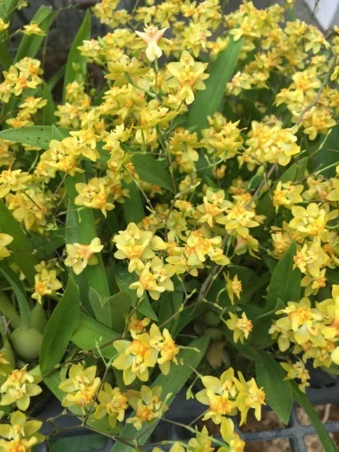 Oncidium Twinkle 'Yellow Bird' Miniature Orchid Live Plant – 2.5 inch Pot - Image 1