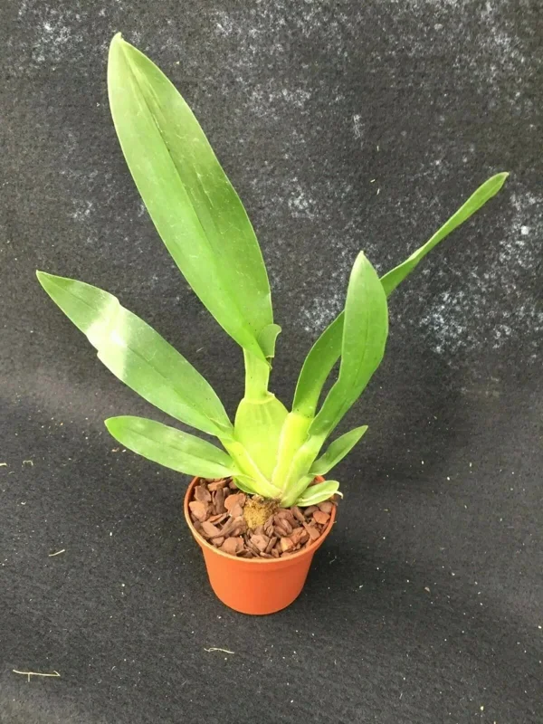Oncostele Catatante 'Kilauea Karma' Orchid Live Plant – 2.5 inch Pot - Image 2