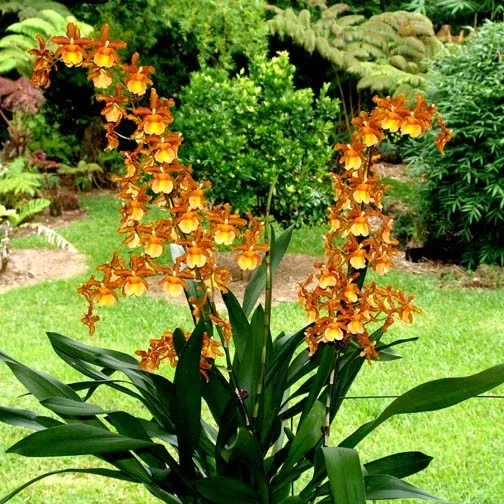 Oncostele Catatante 'Kilauea Karma' Orchid Live Plant – 2.5 inch Pot - Image 1