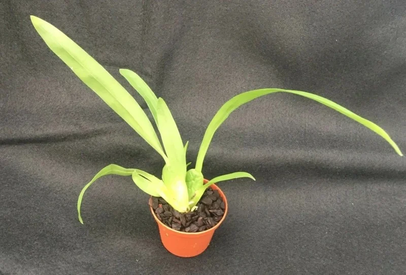 Oncostele Pacific Perspective 'Pacific Heat' Orchid Live Plant - Red & Gold Flowers, Potted in 2.5 inch Pot - Image 2