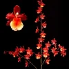 Oncostele Pacific Perspective 'Pacific Heat' Orchid Live Plant, 2.5 inch Pot - Image 1