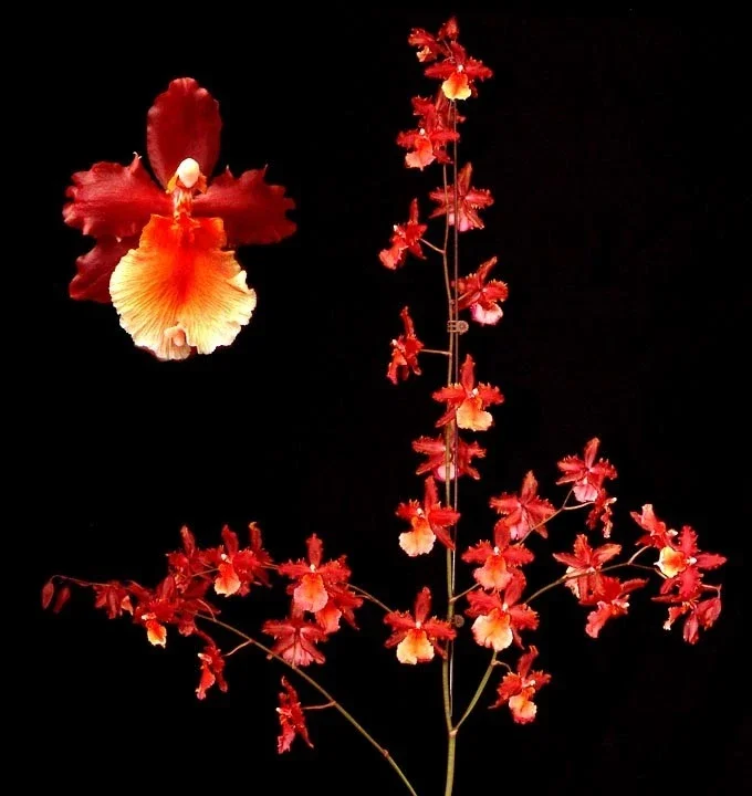 Oncostele Pacific Perspective 'Pacific Heat' Orchid Live Plant, 2.5 inch Pot - Image 1
