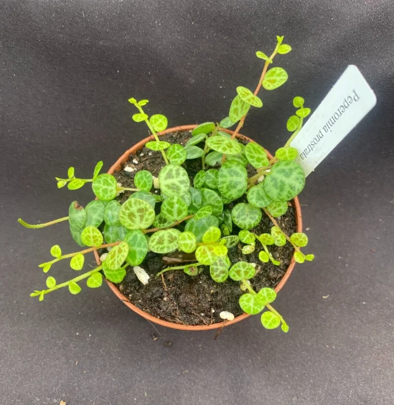 Peperomia Prostrata String of Turtles Live Plant - Rooted in 3 inch Pot - Image 1