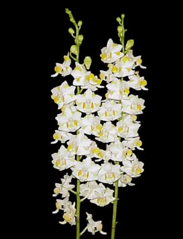 Phalaenopsis pulcherrima 'Mauna Kea Snow' Orchid Live Plant - White Flowers, Potted 2.5 inch - Image 1
