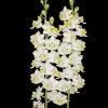 Phalaenopsis pulcherrima 'Mauna Kea Snow' Orchid Live Plant - White Flowers, Potted 2.5 in - Image 1