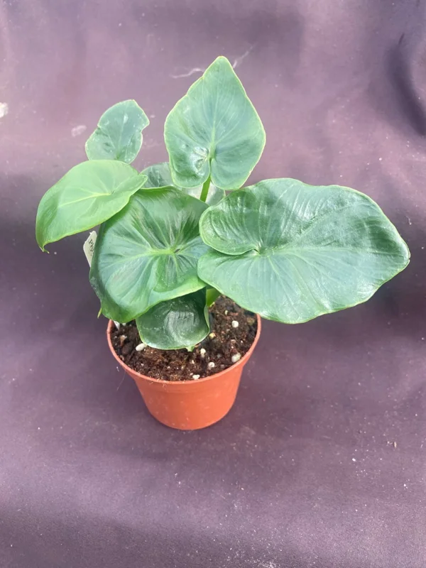 Philodendron Atom Live Plant – Compact Aroid – 3 inch Pot – Indoor Houseplant - Image 2