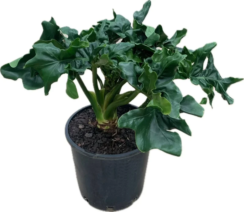 Philodendron Atom Live Plant - Compact Aroid, Rooted in 3 inch Pot, Indoor - Image 1