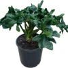 Philodendron Atom Live Plant - Compact Aroid - Rooted in 3 inch Pot - Indoor - Image 1