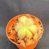 Pinguicula Johanna Carnivorous Butterwort Live Plant – 2.5 inch Potted - Image 1