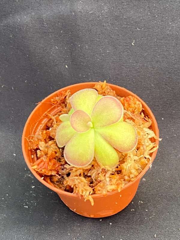 Pinguicula Johanna Carnivorous Butterwort Live Plant – 2.5 inch Potted - Image 1