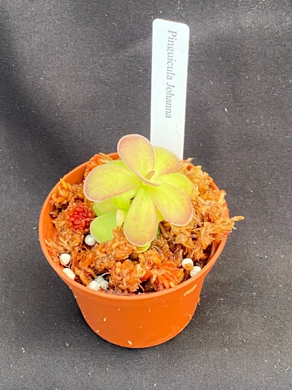 Pinguicula Johanna Live Carnivorous Butterwort Plant – 2.5" Pot, Tropical Indoor - Image 2