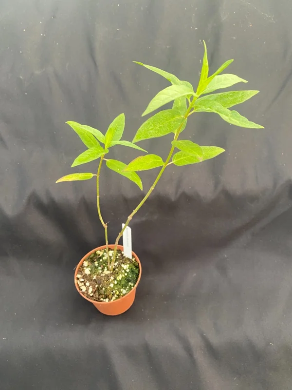 Pink Milkweed Plant - Asclepias incarnata - Rooted in 3" Pot - Outdoor Perennial - Image 2