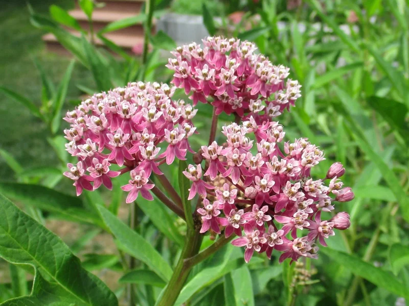 Pink Milkweed Plant - Asclepias incarnata - Rooted in 3" Pot - Outdoor Perennial - Image 1