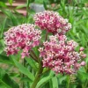 Pink Perennial Milkweed Live Plant – Asclepias incarnata – Rooted in 3 inch Pot - Image 1
