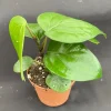 Piper nigrum Black Peppercorn Live Plant - Rooted 3 inch Pot - Image 1