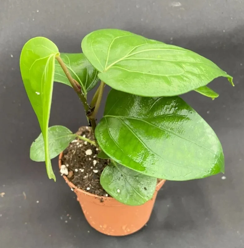 Piper nigrum Black Peppercorn Live Plant - Rooted 3 inch Pot - Image 1