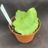 Platycerium grande Moose Horn Fern Live Plant – 3 inch Potted Fern – Indoor/Outdoor - Image 1