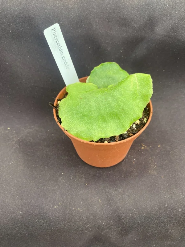 Platycerium grande Moose Horn Fern Live Plant – Rooted, Potted in 3 inch Pot - Image 2