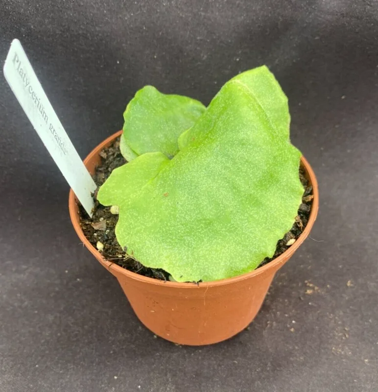 Platycerium grande Moose Horn Fern Live Plant – Rooted, Potted in 3 inch Pot - Image 1