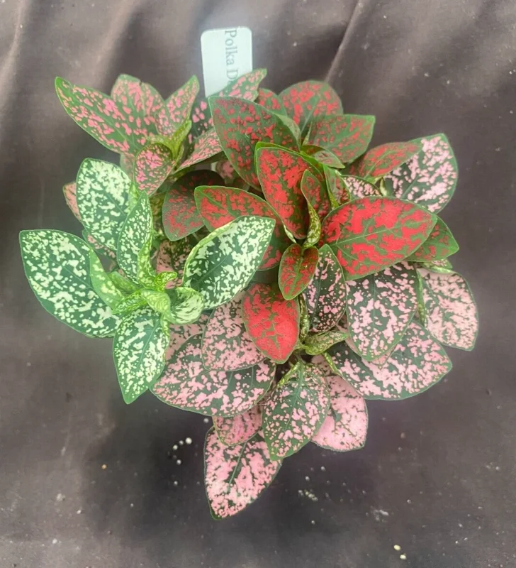 Polka Dot Plant (Hypoestes) Live Plant - Red Pink Green Foliage in 3 inch Pot - Image 1